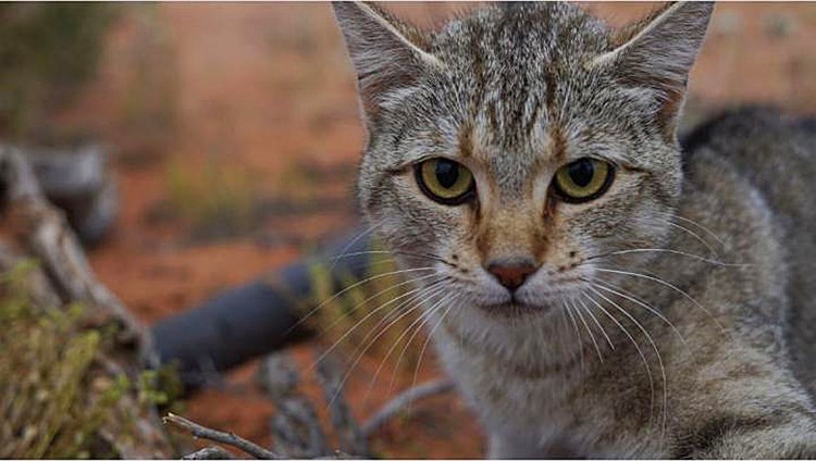 Katzen Haben 998 Prozent Des Australischen Festlands