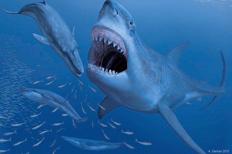 Der verhängnisvolle Speiseplan des Megalodon - Paläontologie