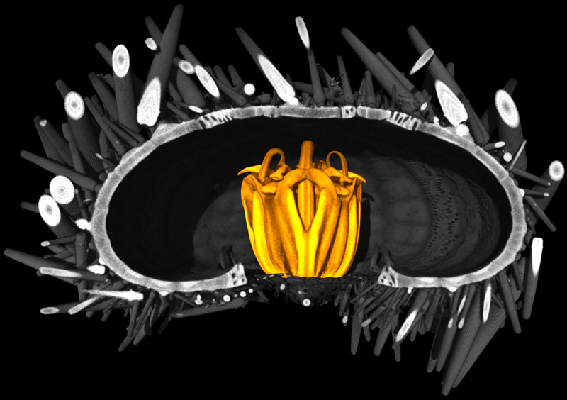 Aristoteles' Laterne in neuem Licht betrachtet Forschung Spezial