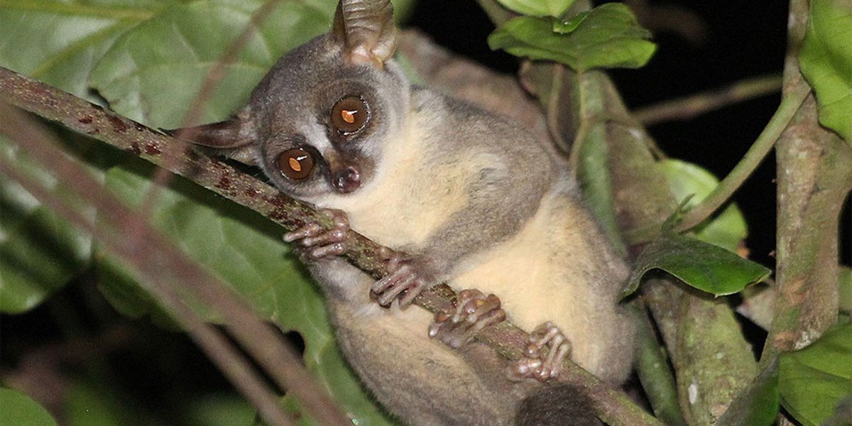 Ein Riese Unter Zwergen Neue Buschbaby Art In Angola Entdeckt Natur Derstandard At Wissenschaft