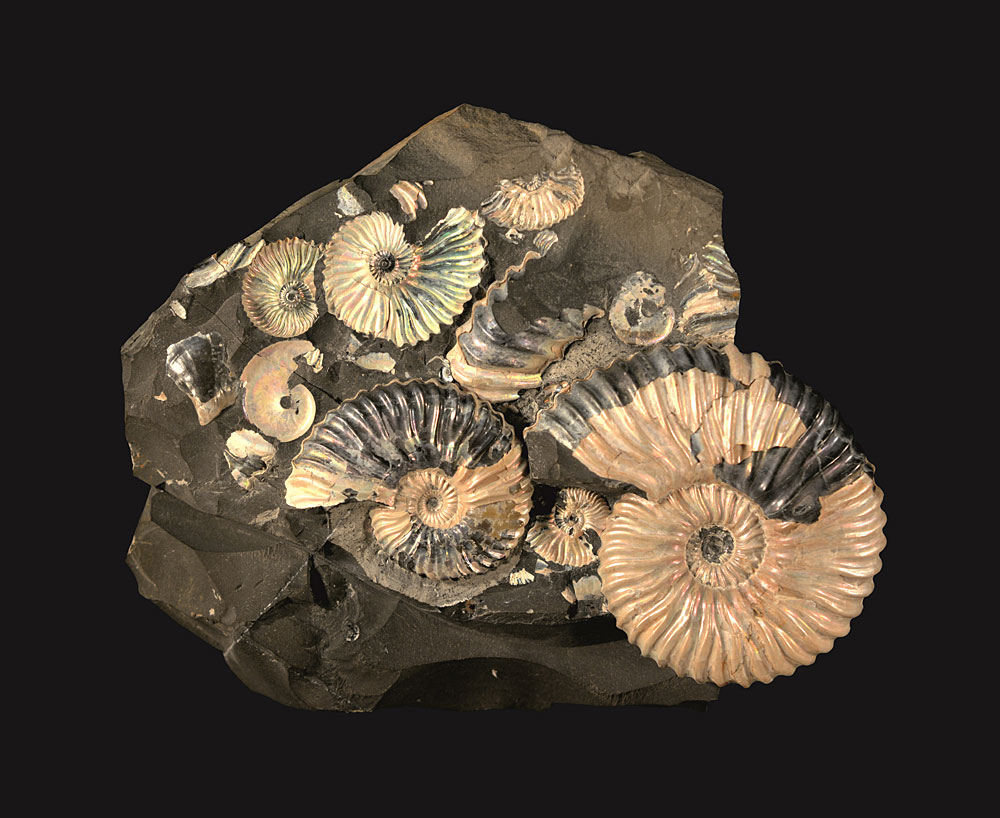 Kostbare Privatsammlung bereichert AmmonitenBestand Natur