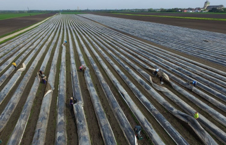 Konkurrenz Fur Heimischen Spargel Kommt Aus Peru Umwelt