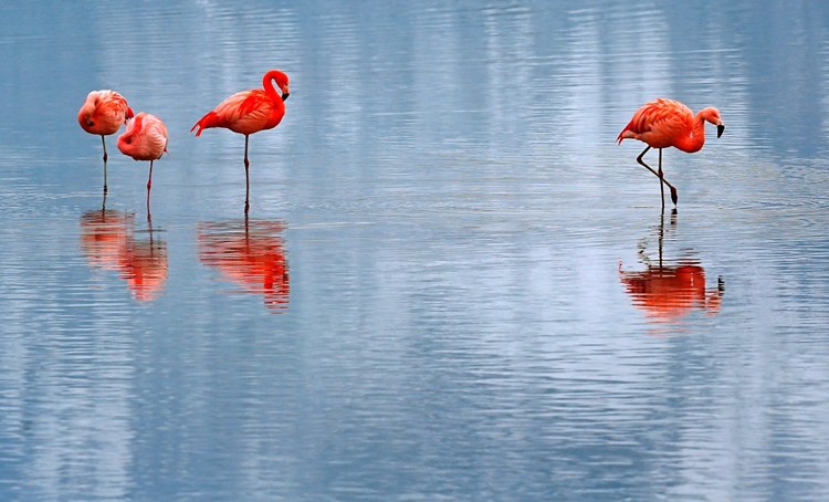 Selbst Tote Flamingos Stehen Noch Auf Einem Bein Natur Derstandard At Wissenschaft