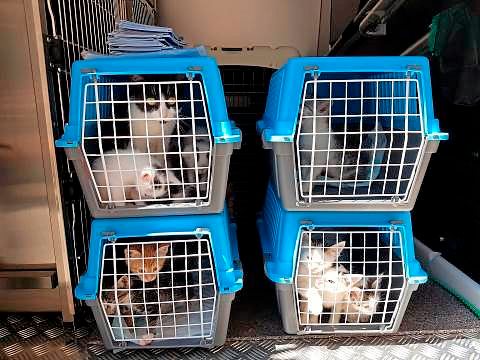Wien Polizei Fand 22 Hunde Und Katzen In Uberhitztem Pkw Tiere