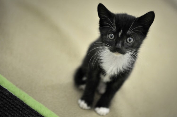 Womit Katzen Unsere Herzen Wirklich Erobern Natur