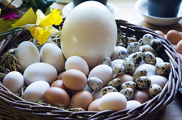 Warum kein Ei dem anderen gleicht Natur derStandard.at › Wissenschaft Warum kein Ei dem anderen gleicht Natur derStandard.at › Wissenschaft