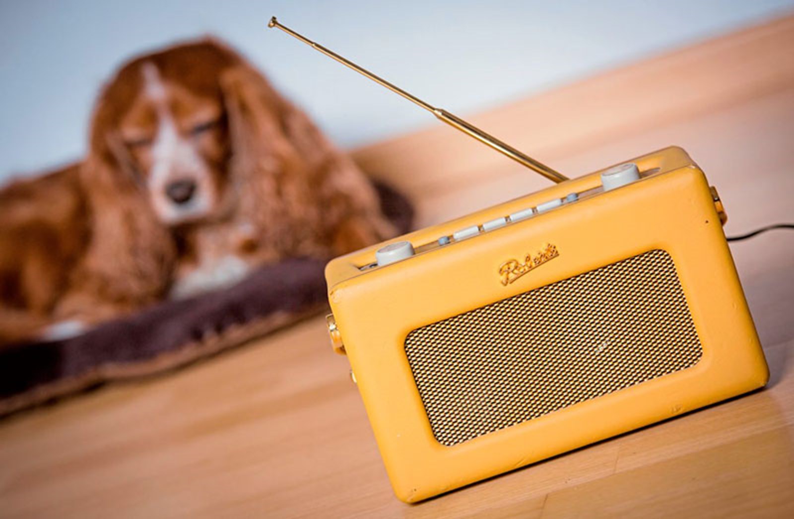 Radio für Hunde oder Welche Musik hören Schlappohren? Radio