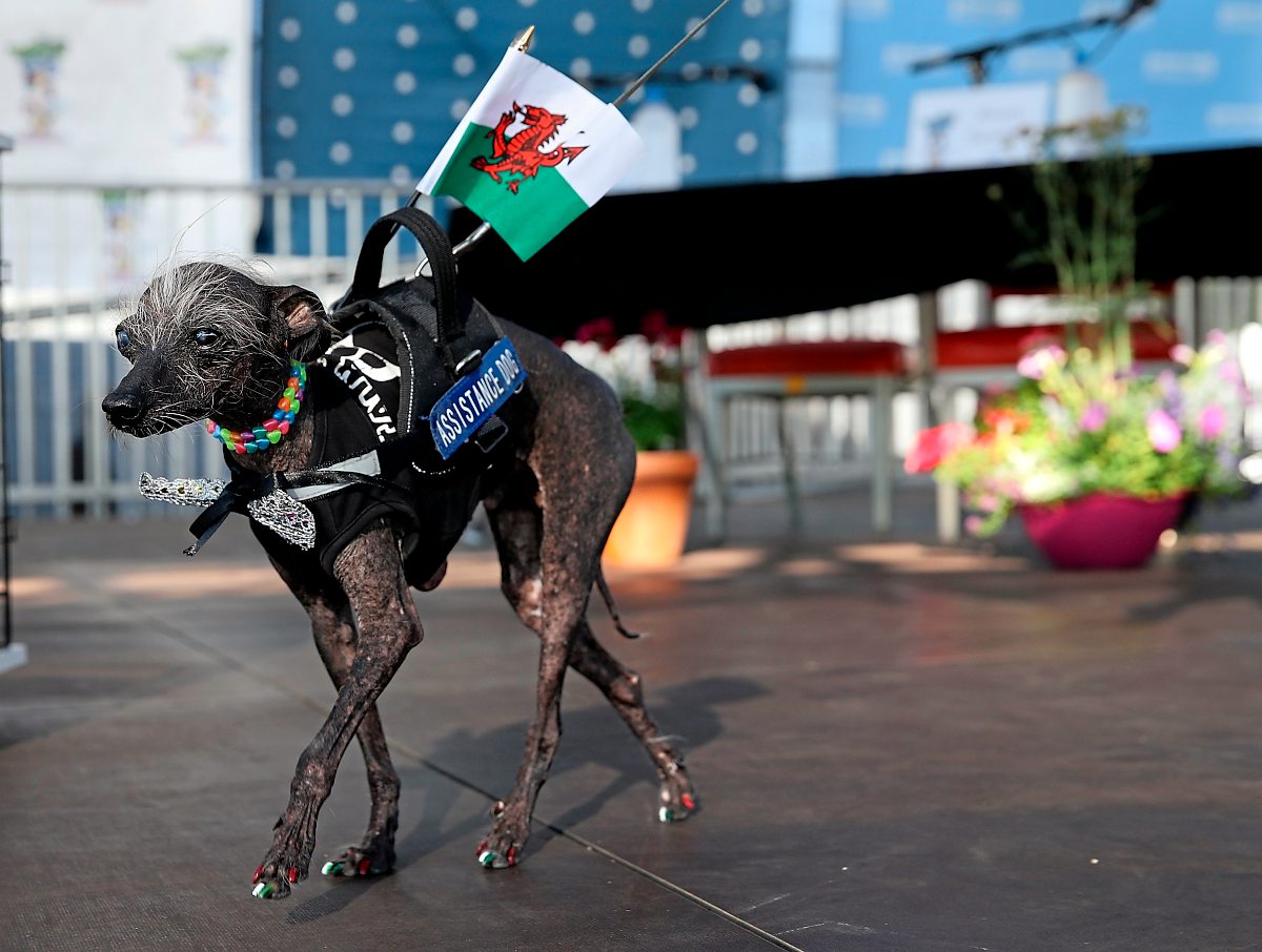 Martha holt sich Titel des hässlichsten Hundes der Welt Tiere