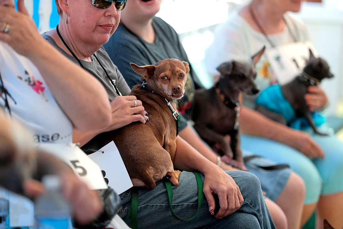 Martha holt sich Titel des hässlichsten Hundes der Welt Tiere