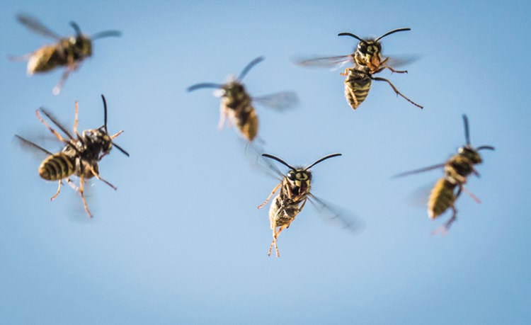 Biene Wespe Hornisse Gerustet Fur Den Stichalarm Allergien Derstandard At Gesundheit