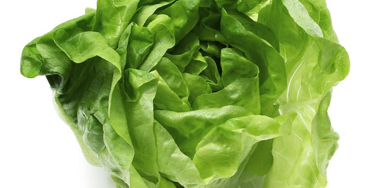 Hygiene Salat Und Blattgemuse Richtig Zubereiten Ernahrung Derstandard De Wissen Und Gesellschaft