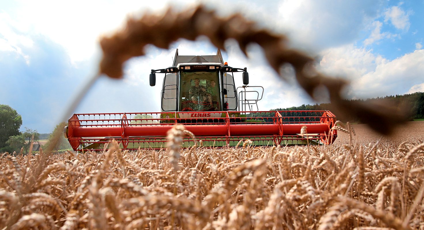 Weizen Gerste Roggen Ernte Ist Eingebrochen Umwelt