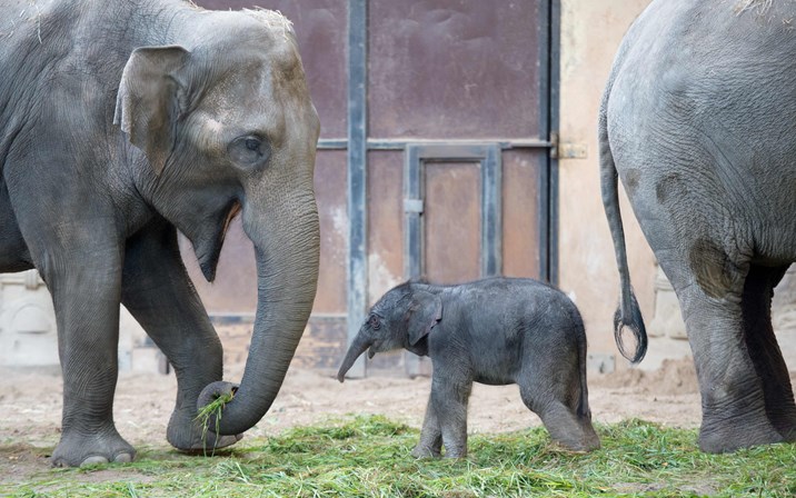 Kleiner Elefant im Tierpark Hagenbeck Tierg rten 