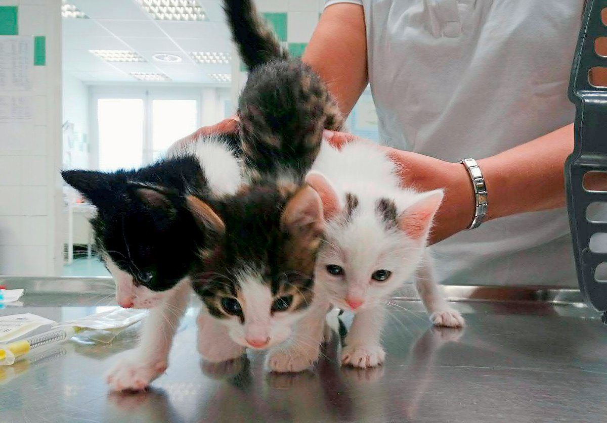 Tierschutzgesetz Spo Fur Online Vermittlung Von Tieren Ab Sechs