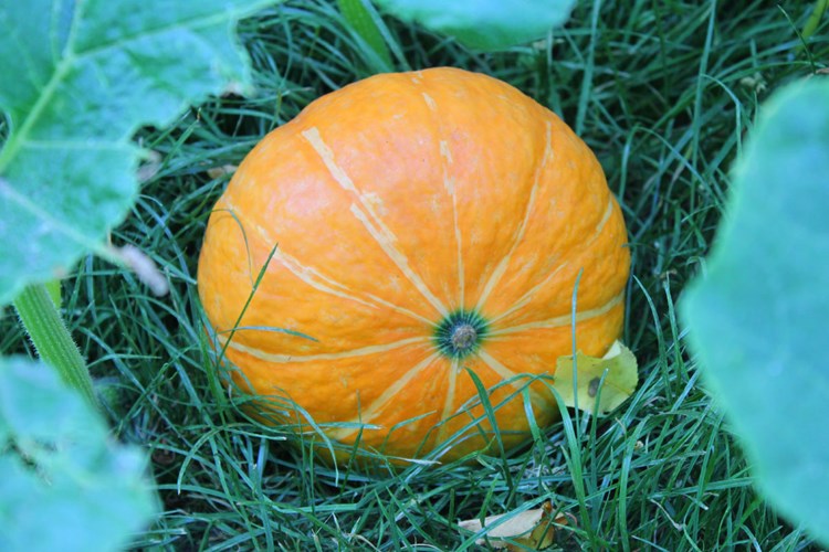 Die Wichtigsten Regeln Beim Kurbisanbau Garten Derstandard At