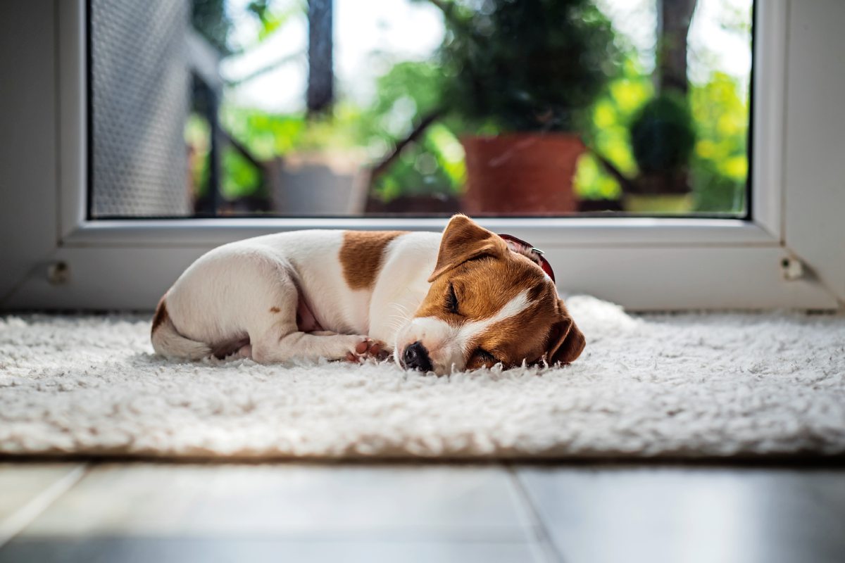 Hunde Welche Rolle spielen sie in Ihrem Leben? Haustiere