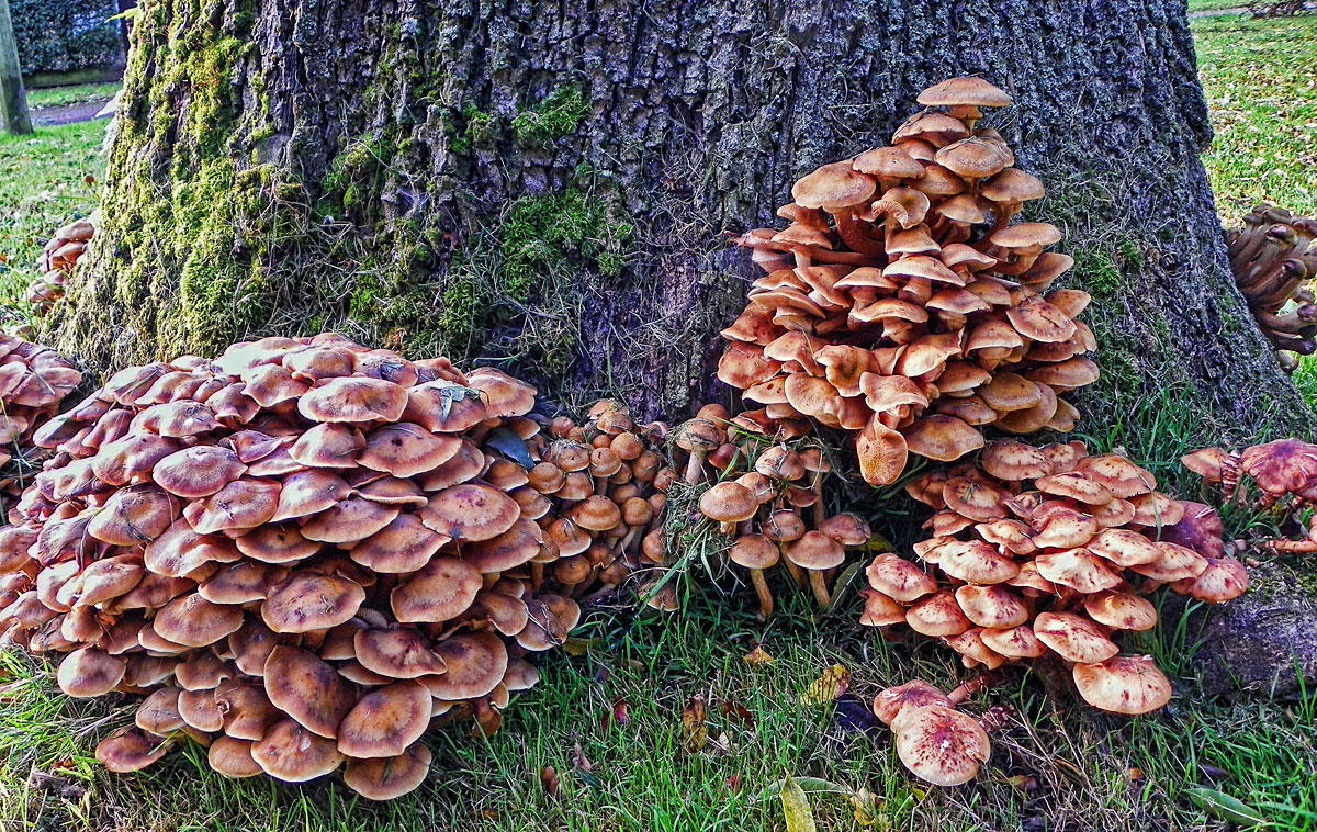 Die größten Pilze der Erde wiegen so viel wie drei Blauwale zusammen Natur derStandard.de Die größten Pilze der Erde wiegen so viel wie drei Blauwale zusammen Natur derStandard.de