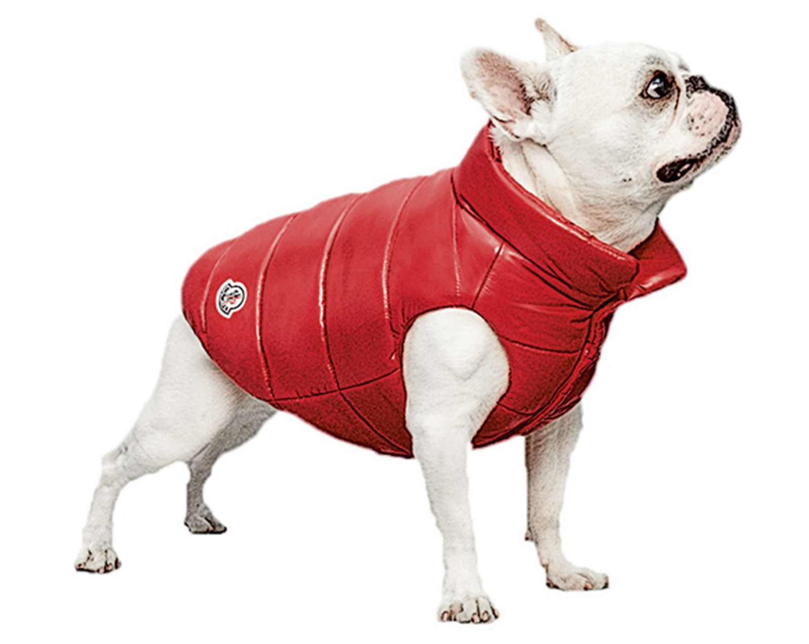Daunenjacke für Hunde und Kaffeemaschine Gemischter Satz Stylishes