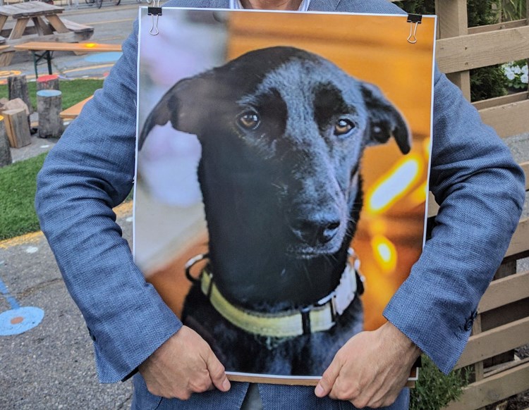 Der Hund Als Liebenswerter Dummkopf Forschung Spezial Derstandard At Wissenschaft