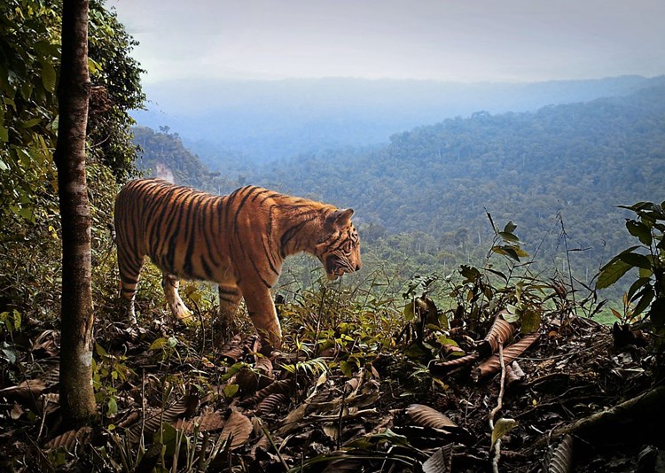 Der Sumatra Tiger Verliert An Boden Natur Derstandard De Wissen Und Gesellschaft