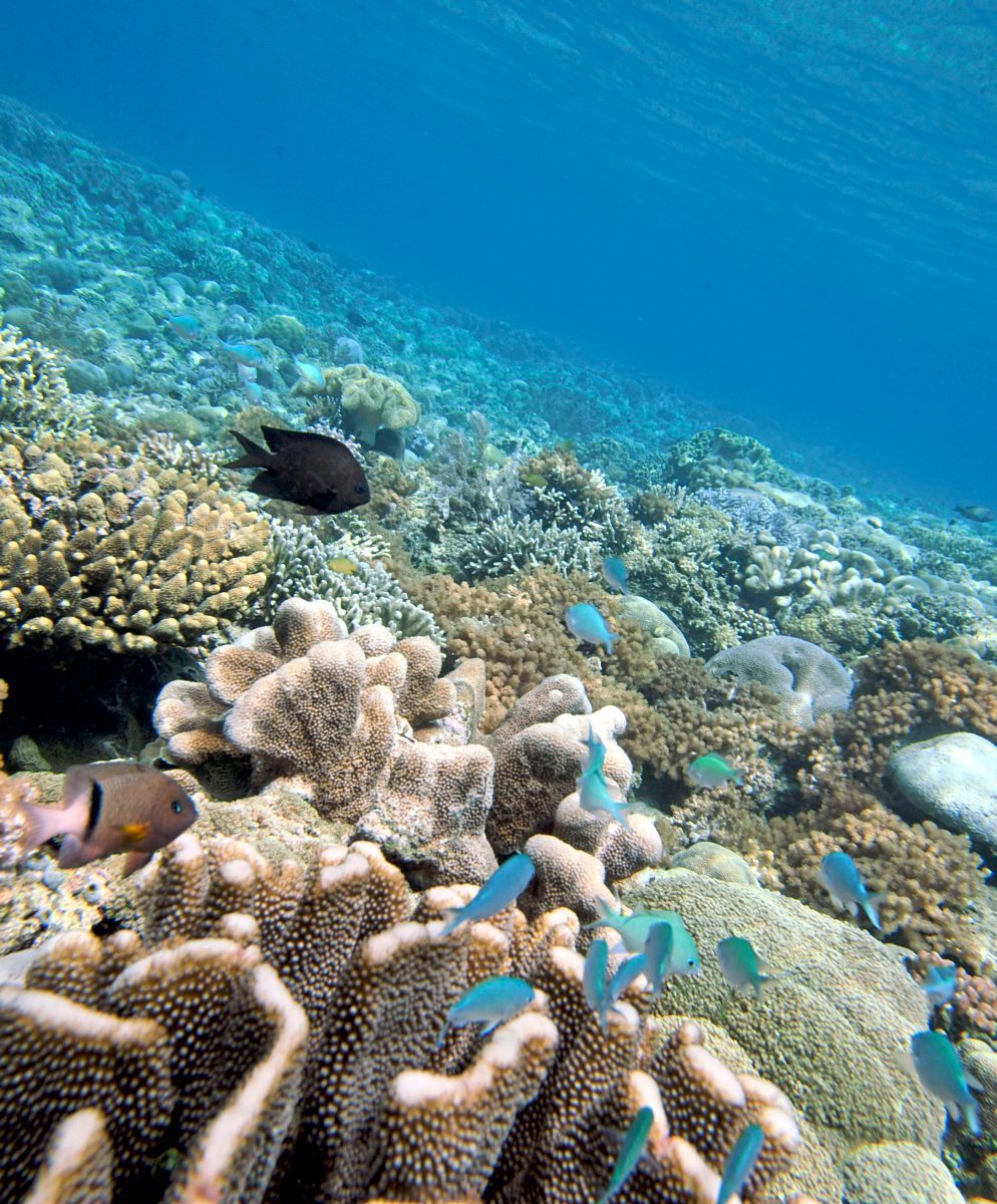 Nahrungsnetze Im Meer K nnten Kollabieren Umwelt DerStandard de 