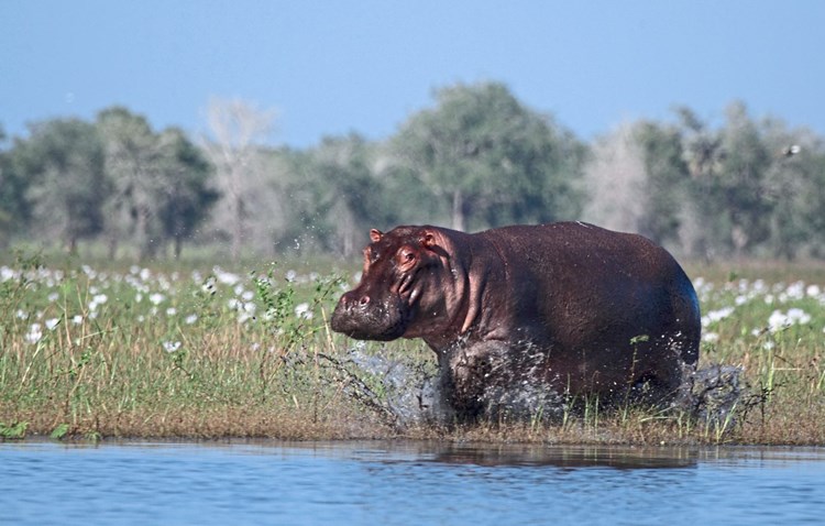 Wie Kriege Afrikas Wildtiere Dezimieren Natur Derstandard At Wissenschaft