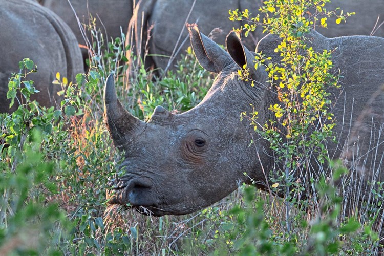 Wie Kriege Afrikas Wildtiere Dezimieren Natur Derstandard At Wissenschaft