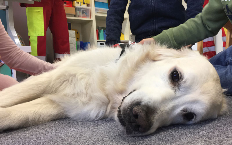 Wie man Hunde richtig streichelt Tiere derStandard.at › Panorama