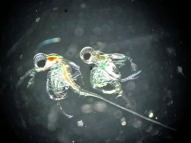 Die wundersame Vermehrung des Wasserflohs - Forschung Spezial - derStandard.at › Wissenschaft