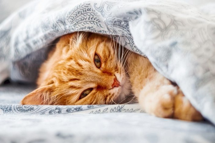 Pro & Kontra: Katze im Bett schlafen lassen - Kolumne: Pro ...