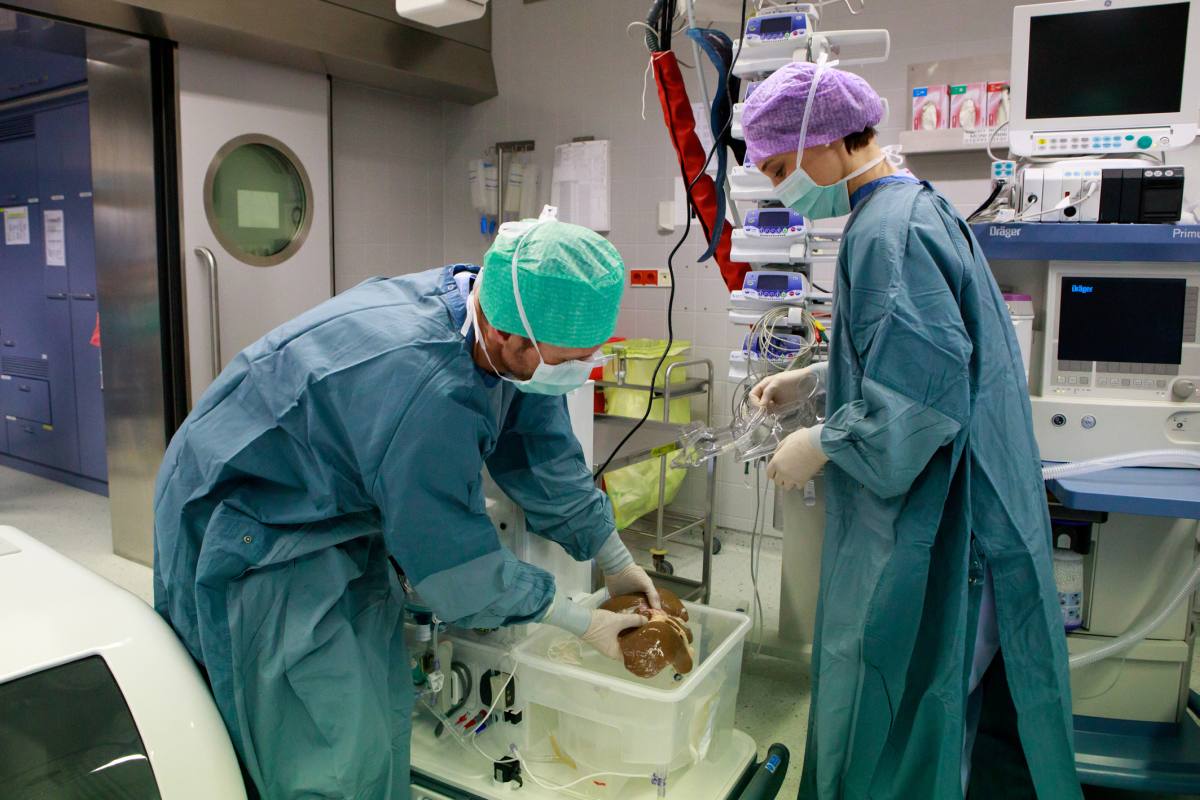 Transplantation: Leber ohne Körper am Leben erhalten - Leber ...