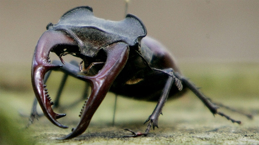 Ein Funftel Von Europas Totholzkafer Arten Konnte Verschwinden Natur Derstandard De Wissen Und Gesellschaft