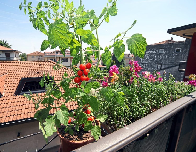Balkon Oder Terrassengartner Welche Pflanzen Empfehlen Sie Gartenforum Derstandard At Lifestyle