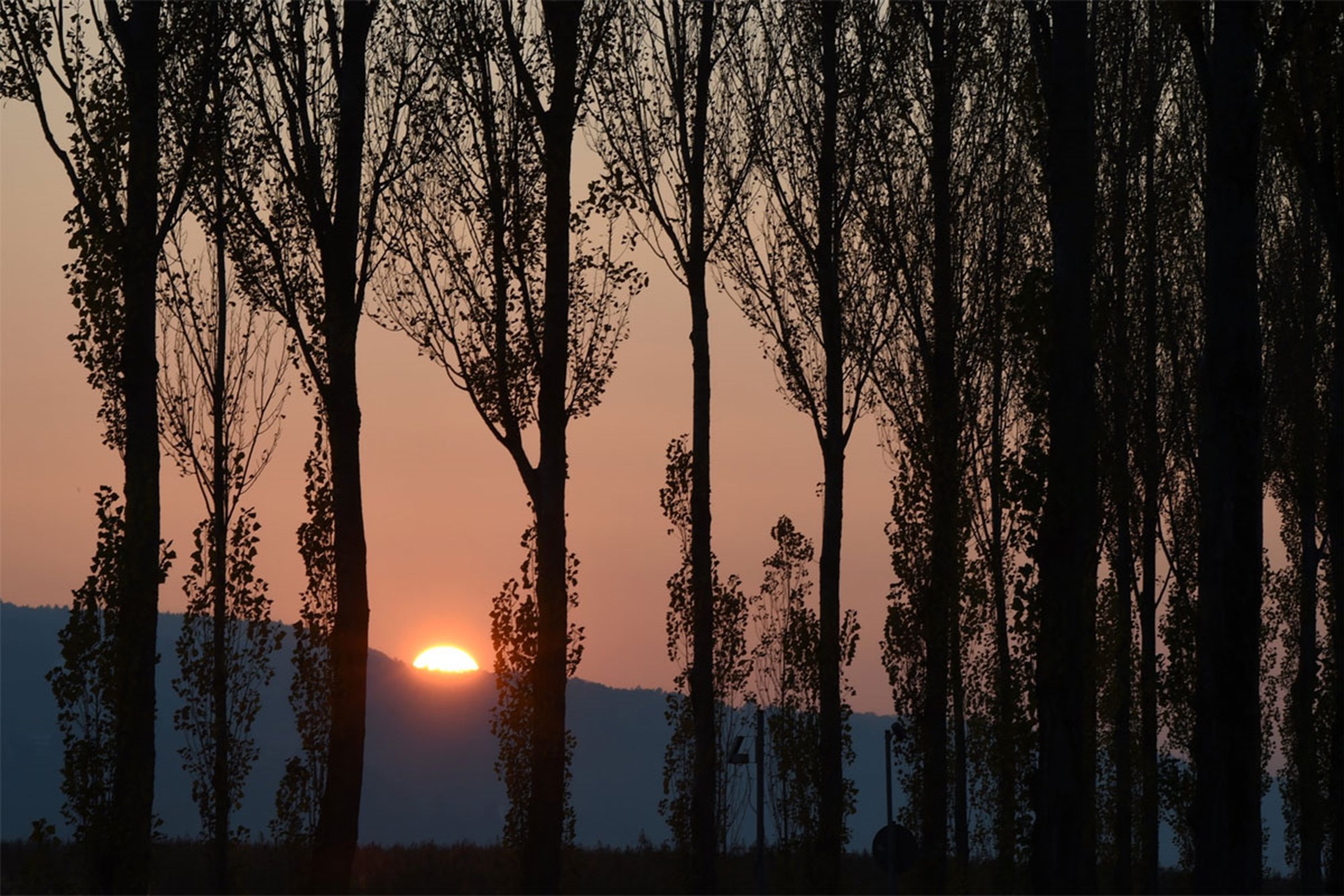 Pappel Baum Des Jahres