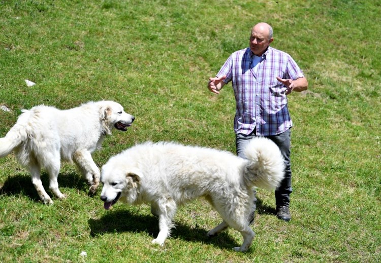 Hirtenhunde Schutzen Schafe Vor Dem Wolf Panorama Derstandard At Panorama