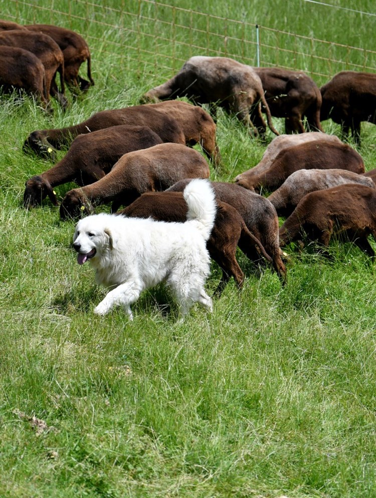 Hirtenhunde Schutzen Schafe Vor Dem Wolf Panorama Derstandard At Panorama