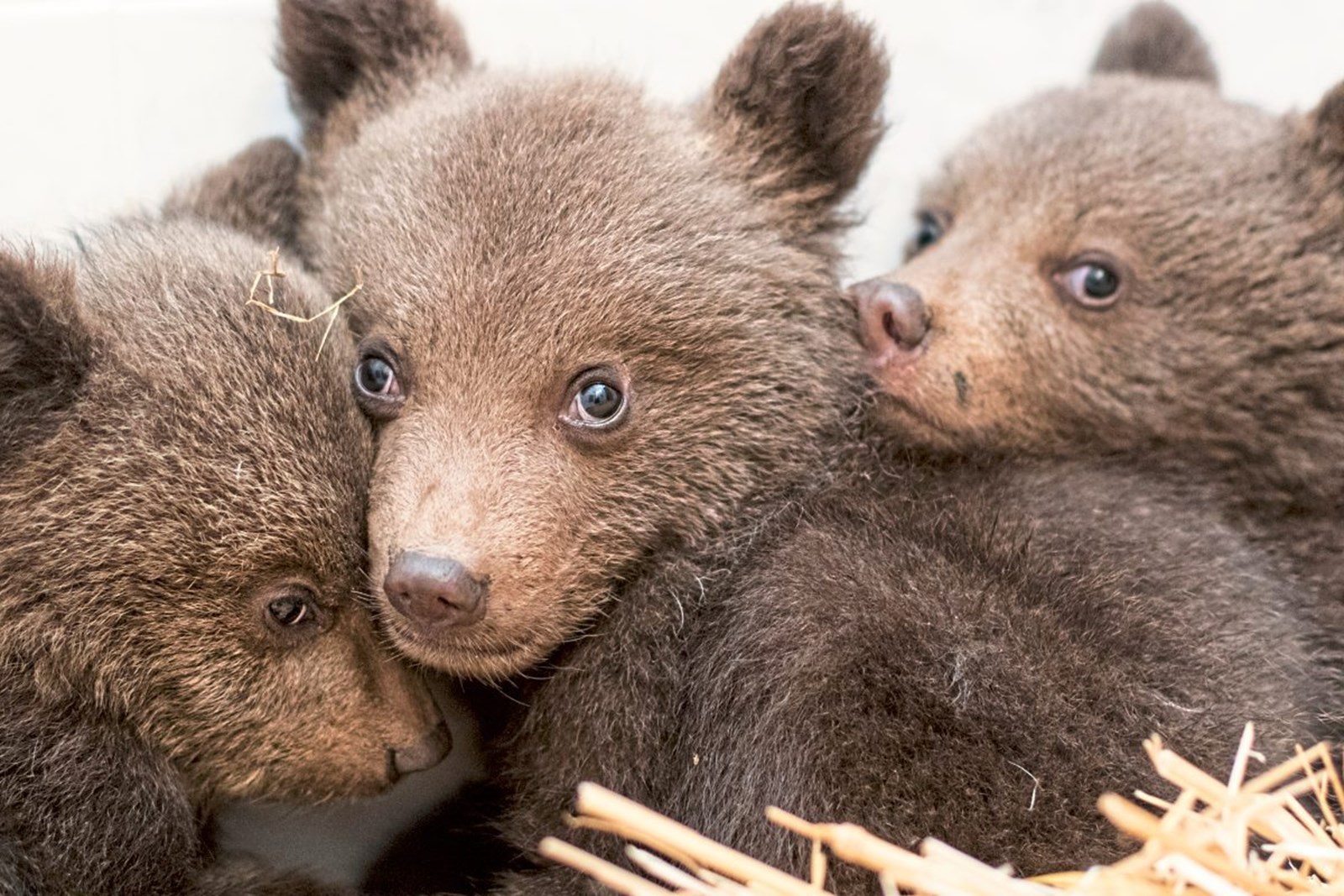&quot;Vier Pfoten&quot; rettete drei verwaiste Bärenkinder aus Bulgarien Tiere