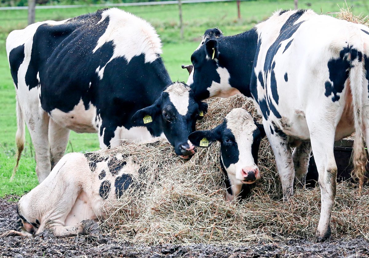 foto: apa/dpa/roland weihrauch