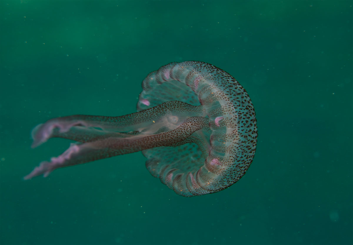 Gibt Es Wirklich Eine Quallenplage Im Mittelmeer Natur Derstandard De Wissen Und Gesellschaft