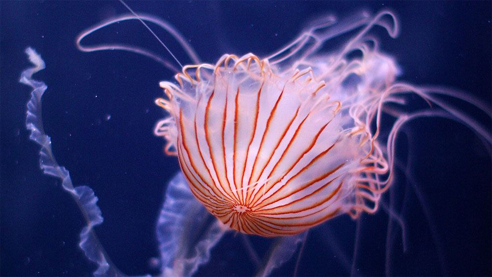 Gibt Es Wirklich Eine Quallenplage Im Mittelmeer Natur Derstandard De Wissen Und Gesellschaft