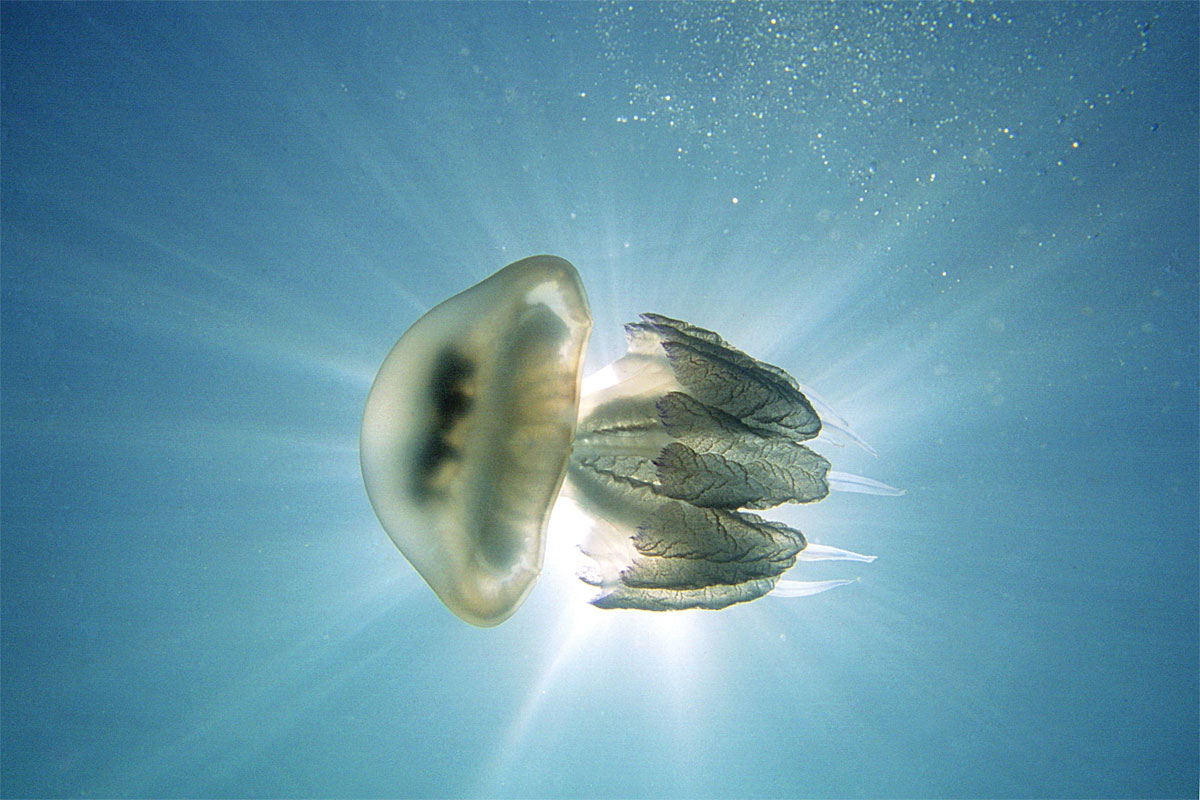 Gibt Es Wirklich Eine Quallenplage Im Mittelmeer Natur Derstandard De Wissen Und Gesellschaft