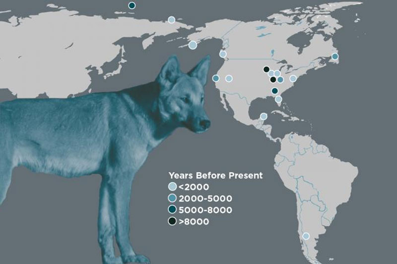 Die ersten Hunde der Neuen Welt kamen aus Sibirien Natur derStandard.at › Wissenschaft