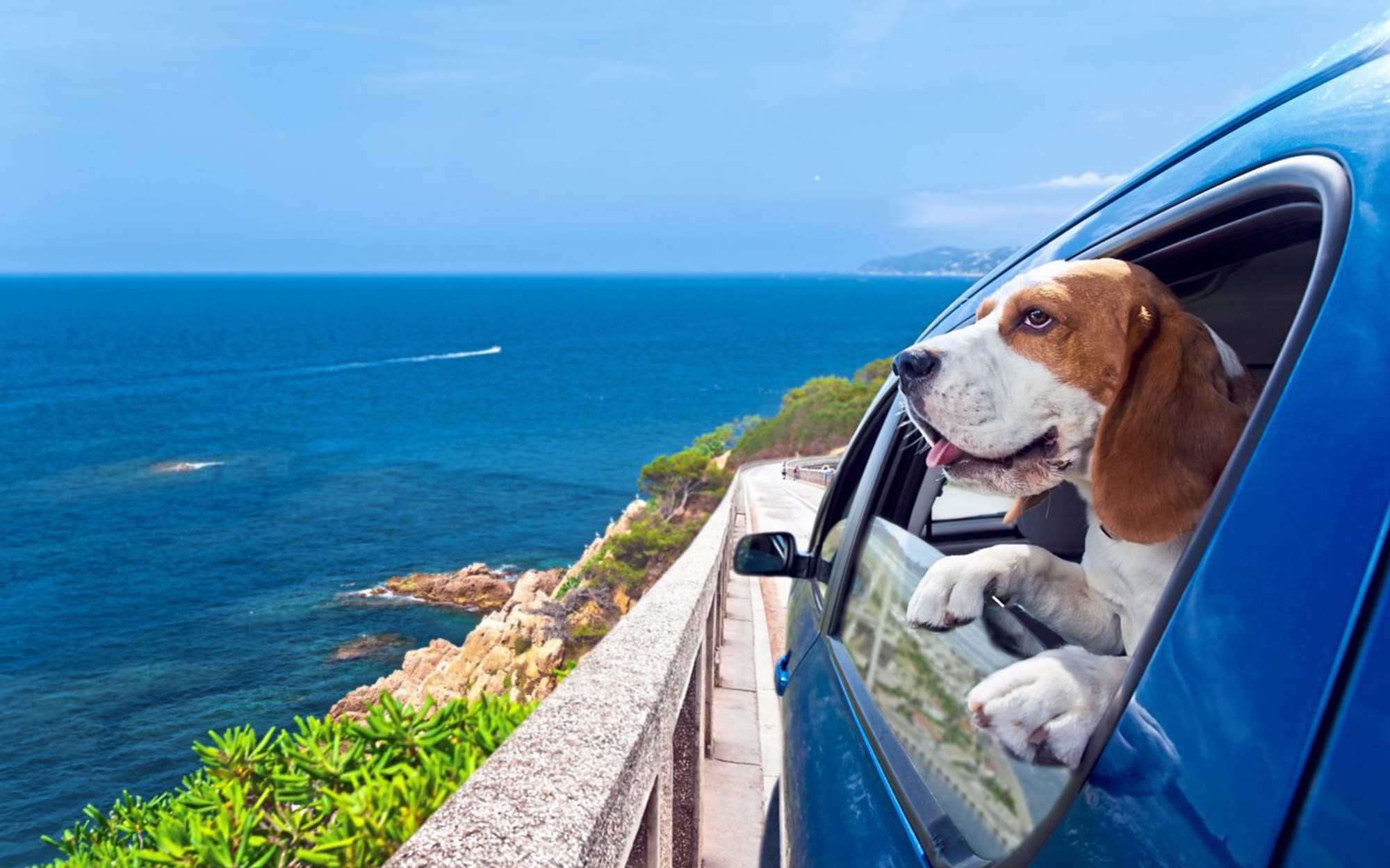 Mit dem Hund auf Urlaub Welche Vorschriften wo gelten Reisen aktuell