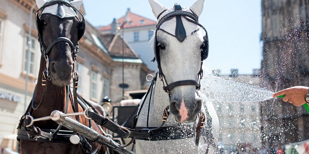 Wien testet Plastikhufbeschlag für Fiakerpferde - Wien ...