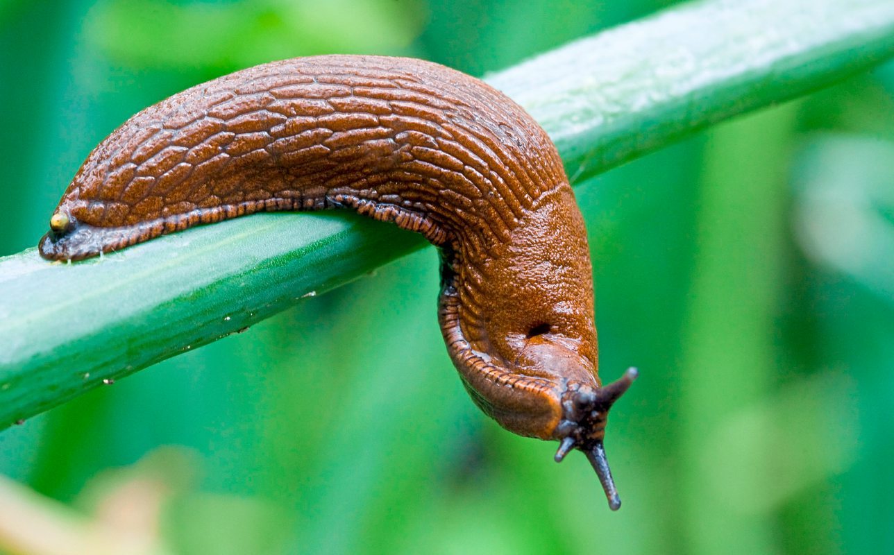Spanische Wegschnecke bremst heimische Nacktschnecken aus BioInvasoren derStandard.at