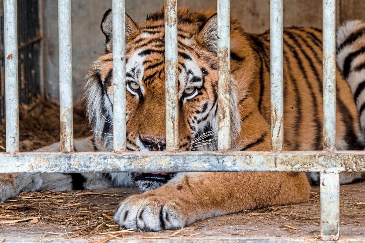 Dubiose Geschäfte mit Tigern und Löwen in Tschechien Wildtiere