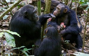 Schimpansen kooperieren bei der Jagd und teilen anschließend fair ihre Beute