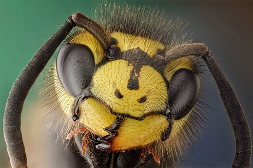 Warum Wir Wespen Ablehnen Und Bienen Lieben Natur Derstandard De Wissen Und Gesellschaft