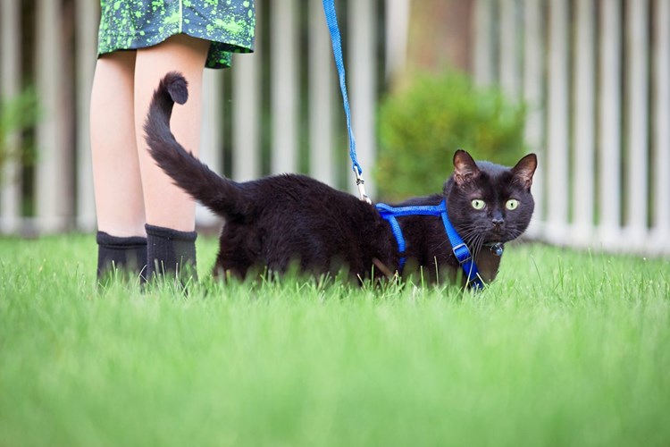 Tiere Im Büro Nicht Immer Eine Gute Idee Billomat