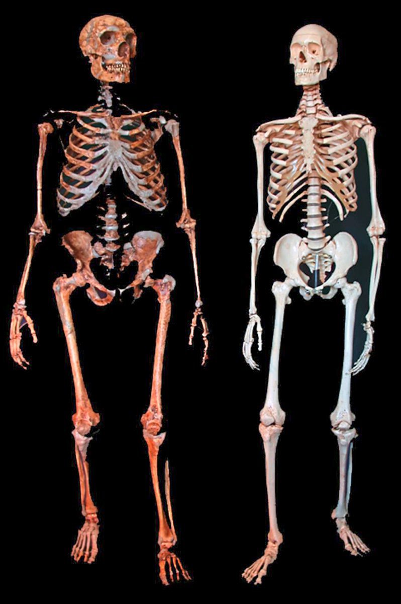 Vergleich Neandertaler Und Moderner Mensch